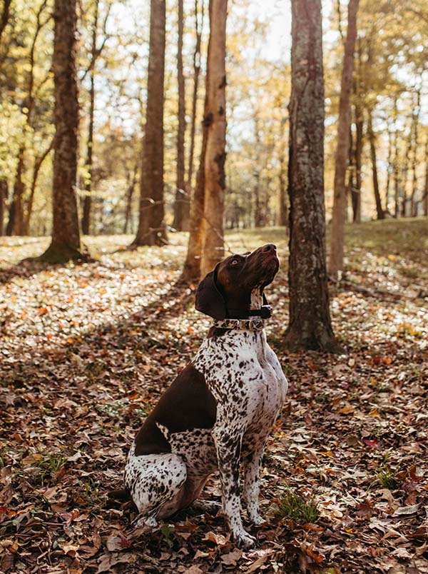 Bird Dog Inspector